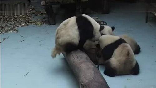 打架看热闹吃瓜视频,围观者视角下的“吃瓜”瞬间