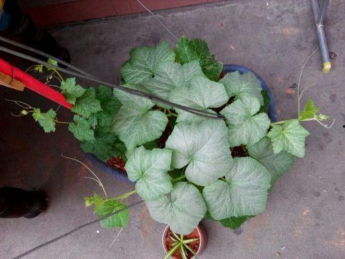 方瓜的叶子怎么吃,方瓜叶子的多样食用方法探索