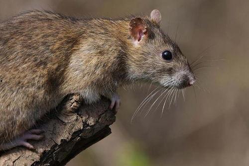 老鼠上树吃树瓜好吗,揭秘自然界的奇妙现象