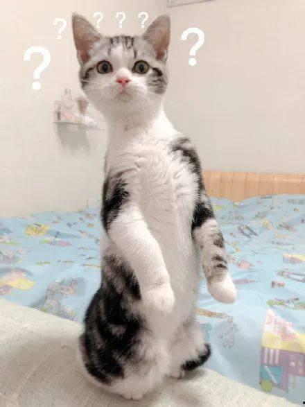 猫咪吃瓜的说明,揭秘猫咪的独特饮食习惯与乐趣