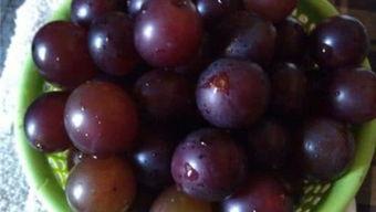 果实蝇吃不吃瓜,果实蝇的瓜果偏好揭秘