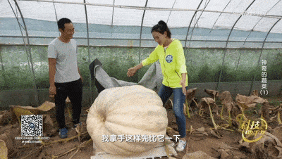 过年吃瓜妇女,过年吃瓜妇女的欢乐时光