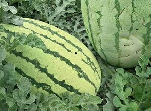 吃瓜要有吃瓜的样子吗,如何优雅地享受“吃瓜”时光