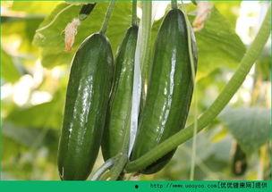 胆结石吃葫芦瓜,天然食疗新选择