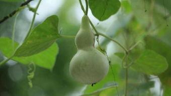 月子期间可以吃瓠瓜,滋补养身新选择