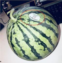 沂水吃瓜网红,揭秘乡村网络红人的崛起之路