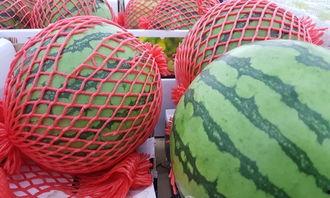 肇庆dna检测吃瓜,揭秘基因奥秘，吃瓜群众也能轻松参与