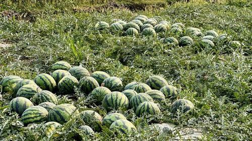 云南公园吃瓜事件,一场引发热议的公共行为探讨