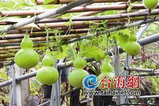 吃头孢可以吃葫芦瓜吗,安全饮食搭配指南