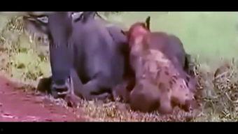 吃货版吃瓜视频,吃货版吃瓜视频大揭秘