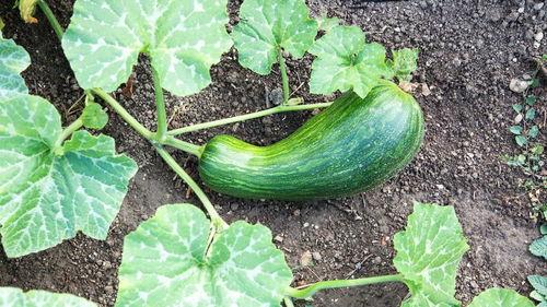 瓠瓜婴儿如何吃,瓠瓜婴儿辅食制作与食用指南