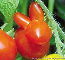 吃瓜能吃枣吗,揭秘夏日消暑新吃法