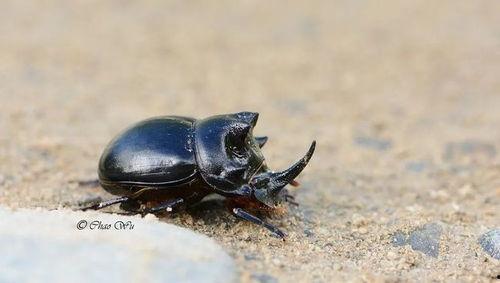 带你吃瓜甲虫视频,揭秘昆虫界的独特美食文化