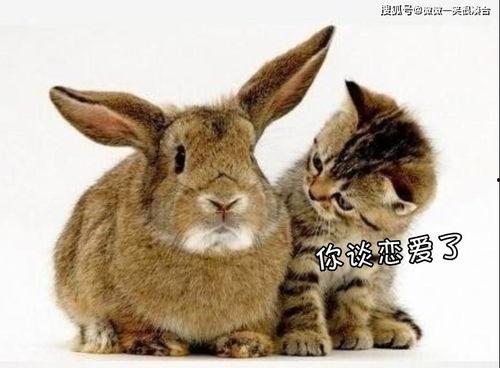 画吃瓜兔和吃瓜猫,吃瓜兔与吃瓜猫的欢乐时光