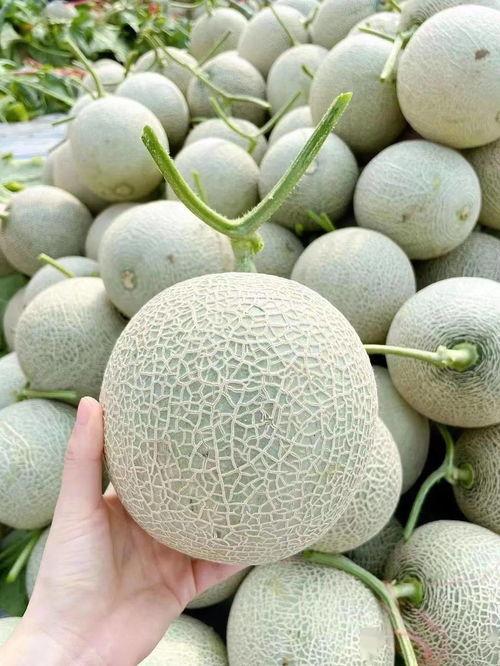 月子里可以吃莎妃蜜瓜吗,月子里适宜食用莎妃蜜瓜吗？