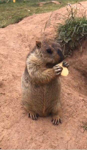 树底下吃瓜土拨鼠,土拨鼠悠闲度日