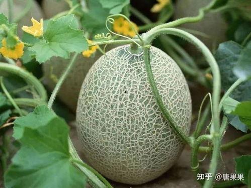 吃瓜西瓜香瓜哈密瓜,西瓜、香瓜、哈密瓜的甜蜜诱惑