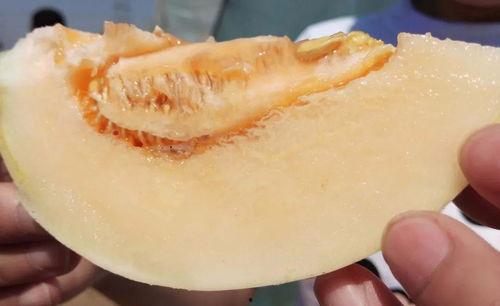 在哪可以吃瓜视频,揭秘“在哪可以吃瓜视频”的瓜源秘境