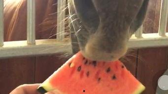 能拍的吃瓜视频,一场别开生面的吃瓜视频盛宴