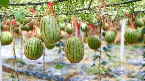郑州象湖吃瓜,夏日吃瓜好去处，尽享清凉时光