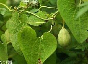 吃梢瓜会胖,吃梢瓜真的会让人发胖吗？揭秘真相