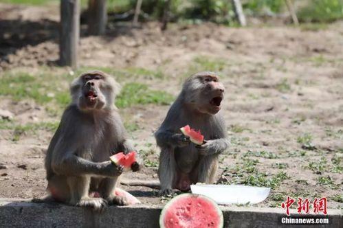 动物吃瓜模板,揭秘各种动物独特的食瓜习性