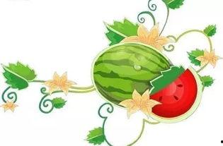 放马吃瓜,揭秘网络热词背后的趣味与思考