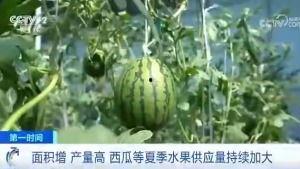 苍玄吃瓜群众,吃瓜群众揭秘神秘事件