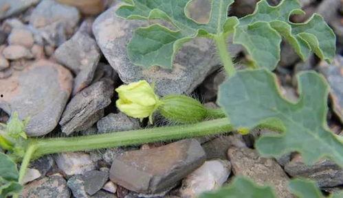 吃瓜种子怎么用,轻松上手，畅享影视盛宴