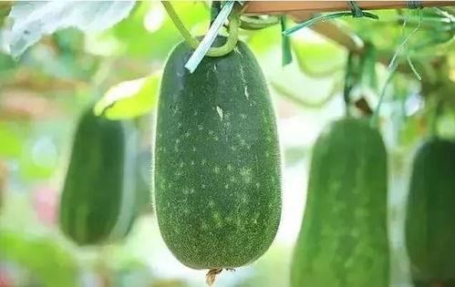 吃瓜最近的瓜,吃瓜群众揭秘最新热点事件