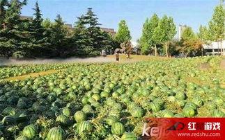 美术学院学妹吃瓜