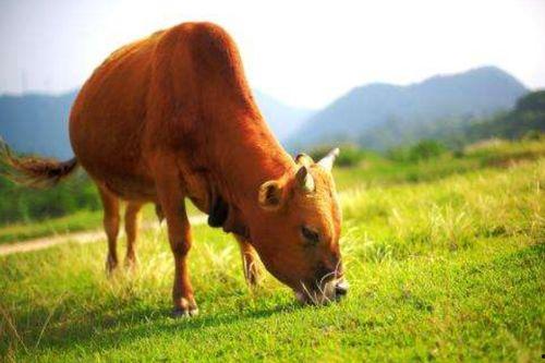 吃瓜黄牛微信,微信背后的疯狂抢购秘密
