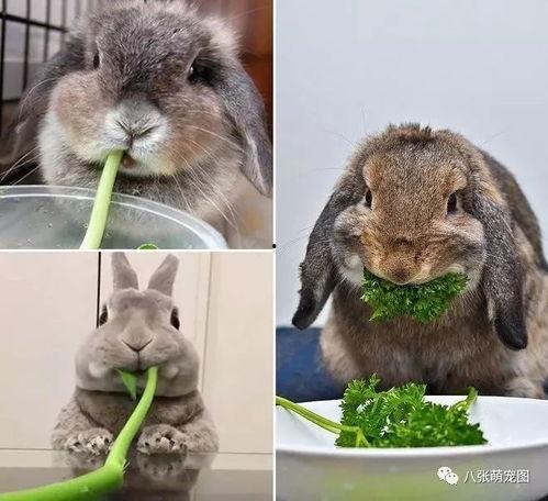 吃瓜小兔头像,揭秘吃瓜界的萌宠形象