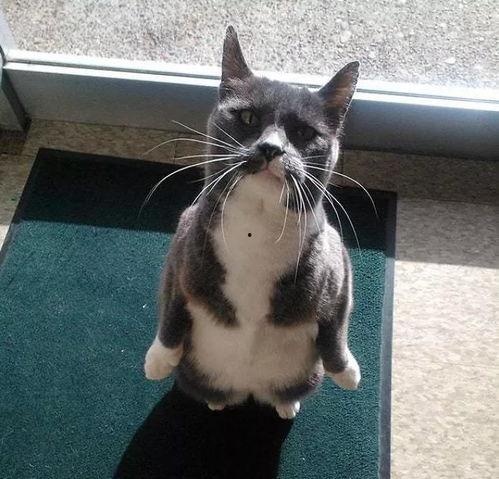 吃瓜猫 头像,揭秘网络红人背后的故事