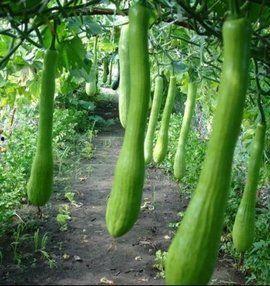 农村人吃瓜图片大全,瓜香四溢，欢乐满园