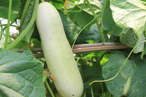 白色瓜当水果吃