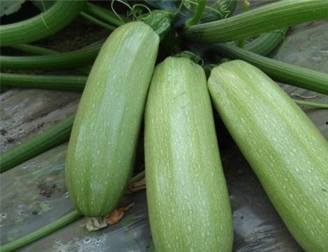 吃讯瓜有什么好处,揭秘吃讯瓜的五大益处