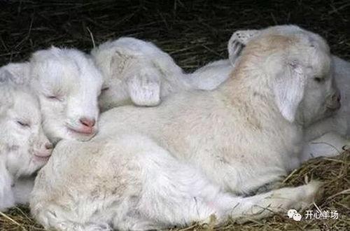 吃瓜小羊原视频,一场爆笑的美食之旅