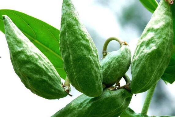 吃角瓜功效,养生保健的天然良药