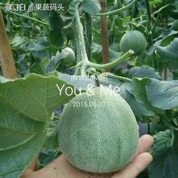 山东绿瓜香瓜怎么吃,山东绿瓜香瓜的多彩食法探索