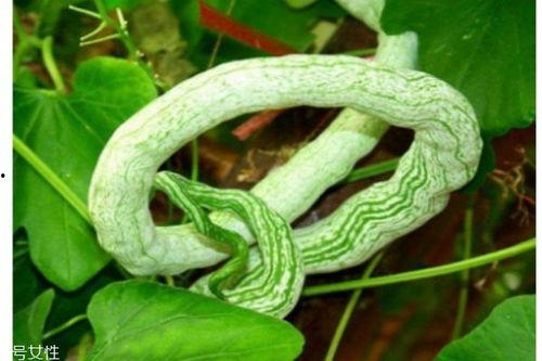 蛇瓜的吃,从田间到餐桌的味蕾之旅