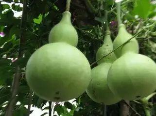 吃葫芦瓜有什么,葫芦瓜的营养价值与食用益处解析