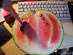 蒙古哥吃瓜,揭秘草原上的娱乐新风尚