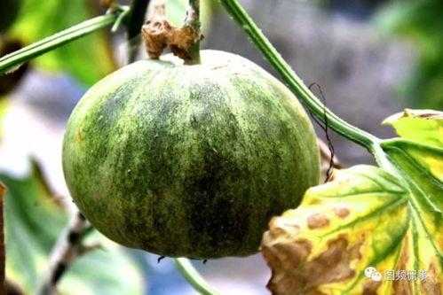 春节让大家有瓜吃,共享瓜果，共度欢乐时光