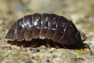 吃瓜的西瓜虫,揭秘夏日虫虫界的趣味生活