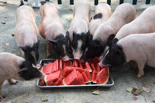 猪与狗吃瓜,共享瓜果的温馨瞬间