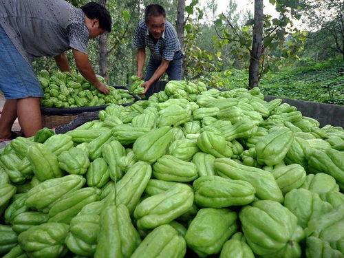 佛手瓜尖可以吃吗,可食用部分的探索与美味分享