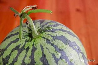 网球彭吃瓜,网球界的“瓜王”揭秘