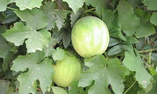 茄瓜和胡罗卜能一起吃吗,探究能否同食的饮食奥秘