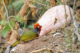 小鸟吃瓜的痕迹,揭秘小鸟的美食足迹